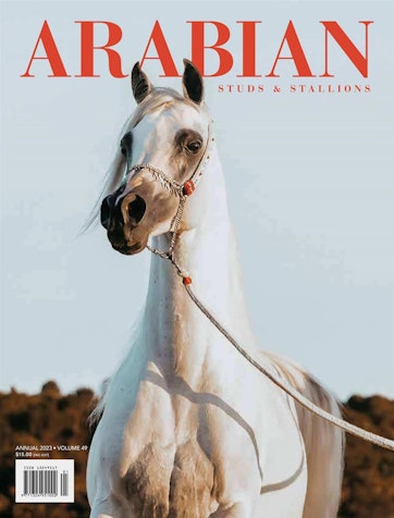 Arabian Studs & Stallions Preview