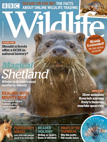 BBC Wildlife Magazine Preview