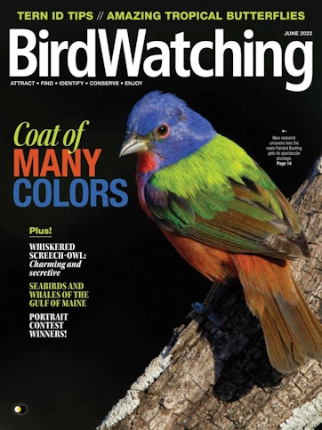 BirdWatching Preview
