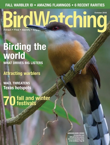 BirdWatching Preview