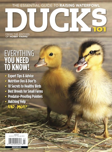 DUCKS 101: Ducks are NOT Chickens - and Other Profound Truths — Randy's  Chicken Blog