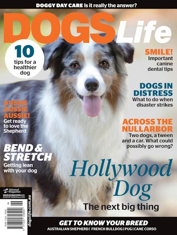 Australian Shepherd: Dog Facts, Breed Information and Care Tips - Dogslife.  Dog Breeds Magazine
