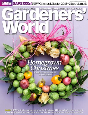 Best Winter Plants for Pots  BBC Gardeners World Magazine