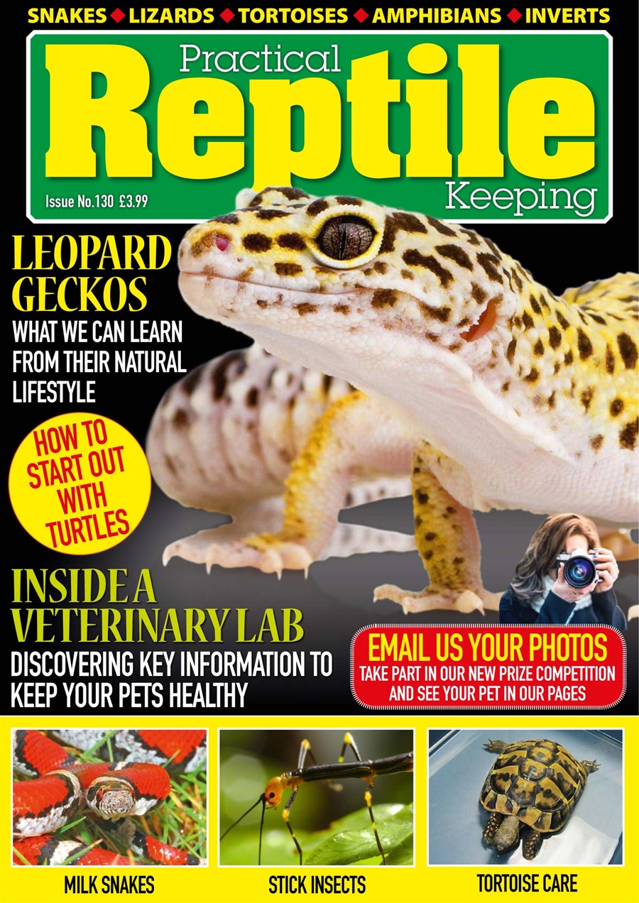 reptile keeping
