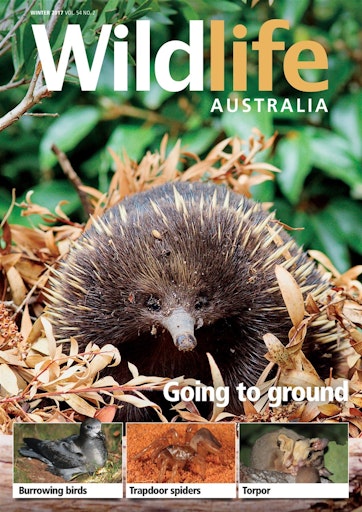 mørke udeladt bestøve Wildlife Australia Magazine - Wildlife Australia Magazine Winter 2017  Subscriptions | Pocketmags